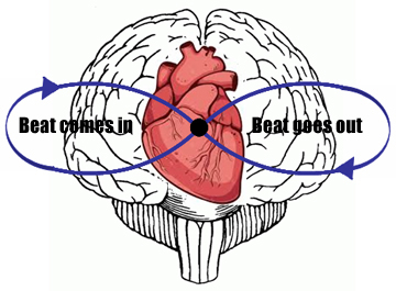 brain heart time loop variable
