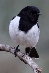 small black songbird with white chest
